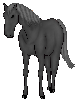 Black beauty on my horse base